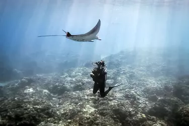 1 day diving