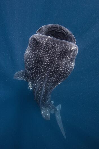 Snorkeling