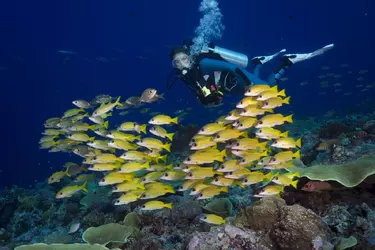 Diving - 6 days and 5 nights